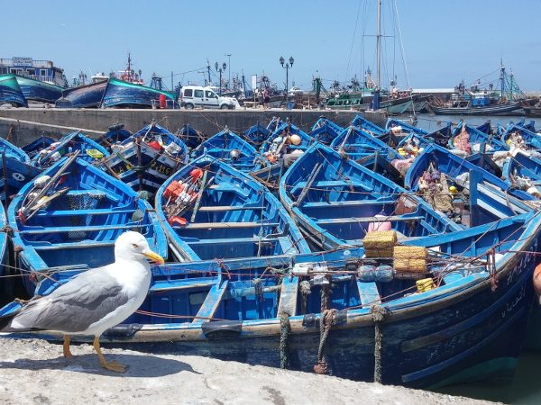 1-DAY ESSOUIRA