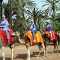 Riding Camel