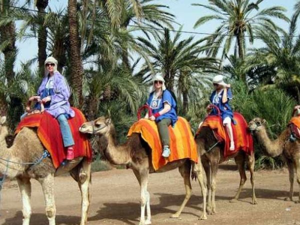 Riding Camel