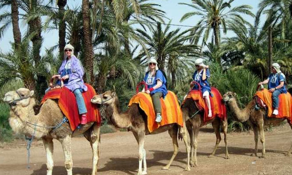 Riding Camel
